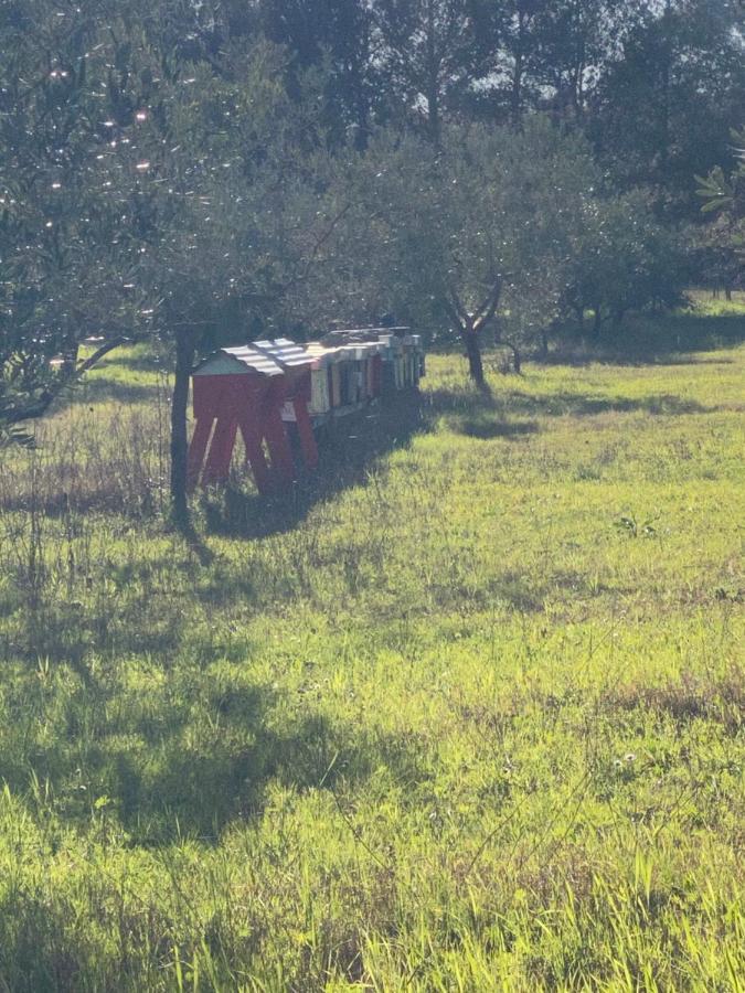 Agriturismo Le Biricoccole Vada Exteriér fotografie